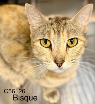 Bisque -  Domestic Short Hair Cat for Adoption in Clarksville, Tennessee - Bisque | PetCurious