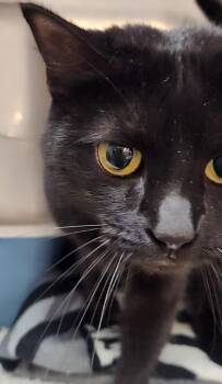 Jackie -  Domestic Short Hair Cat for Adoption in San Antonio, Texas - Jackie | PetCurious