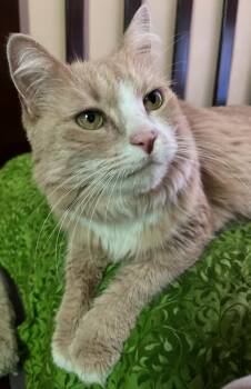 Rescue Domestic Short Hair Cats for Adoption in Colusa, California - Lemon | PetCurious