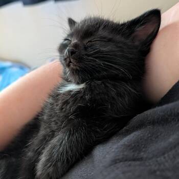 Lenora -  Domestic Short Hair Cat for Adoption in West Des Moines, Iowa - Lenora | PetCurious