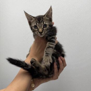 Money -  Domestic Short Hair Cat for Adoption in Redwood City, California - Money | PetCurious