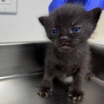 Domestic Short Hair Cats Available for Adoption - TUSC-Stray-83596_2_3_4_5 | PetCurious