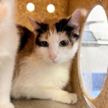 Domestic Short Hair Cats Available for Adoption - Cali Kay | PetCurious