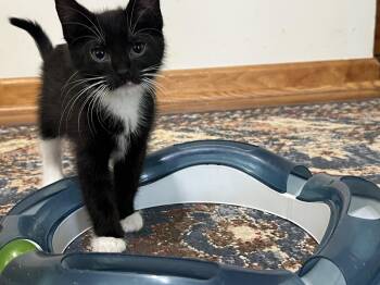 GORDIE (super sweet & playful) -  Tuxedo and Domestic Short Hair Cat for Adoption in Killingly, Connecticut - GORDIE (super Sweet & Playful) | PetCurious