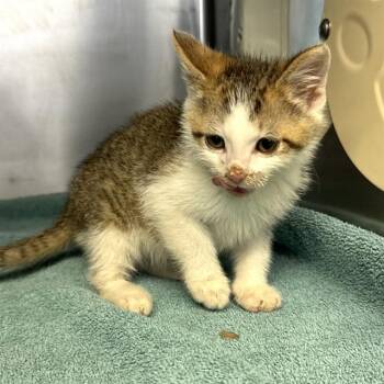 ZIGGY -  Domestic Short Hair Cat for Adoption in Riverside, California - ZIGGY | PetCurious
