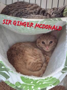 Rescue Domestic Short Hair Cats for Adoption in Rome, Georgia - Sir Ginger McDonald | PetCurious