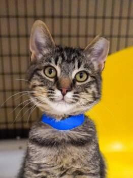 Rescue Domestic Short Hair Cats for Adoption in Albuquerque, New Mexico - JOHNNY | PetCurious