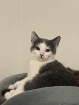 Rescue Domestic Short Hair Cats for Adoption in Terrebonne, Quebec - Macadam | PetCurious