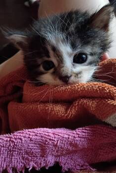 BW -  Domestic Short Hair Cat Available for Adoption in Fair Oaks, Indiana - BW | PetCurious