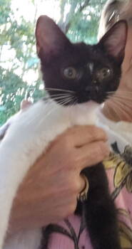 Rescue Domestic Short Hair Cats for Adoption in Buford, Georgia - Rachel | PetCurious