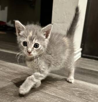 Domestic Short Hair Cats Available for Adoption in Shawnee, Oklahoma - Macaroni | PetCurious