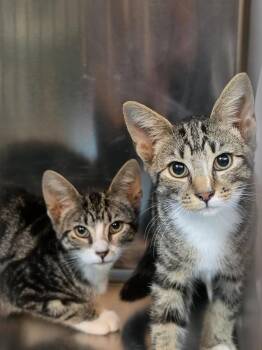 Kyo -  American Shorthair Cat for Adoption in Skippack, Pennsylvania - Kyo | PetCurious