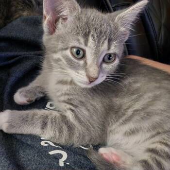 Jelly Roll -  Domestic Short Hair Cat for Adoption in West Olive, Michigan - Jelly Roll | PetCurious