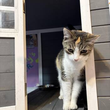Luchia -  Domestic Short Hair Cat for Adoption in Huntington, Massachusetts - Luchia | PetCurious