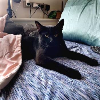 Andrew -  Domestic Short Hair Cat Available for Adoption in Denver, Colorado - Andrew | PetCurious