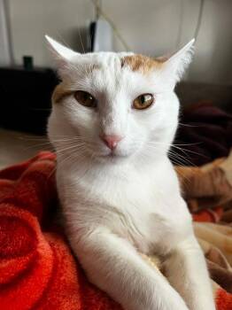 Domestic Short Hair Cats Available for Adoption in Darien, Georgia - Oscar | PetCurious