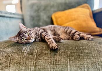 Rescue Domestic Short Hair Cats for Adoption in Chapel Hill, North Carolina - Kipper | PetCurious