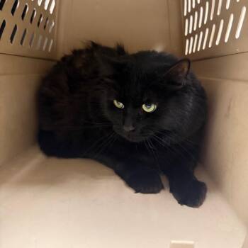 Mr Binx -  Domestic Short Hair Cat for Adoption in Reno, Nevada - Mr Binx | PetCurious