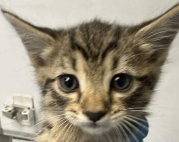 Domestic Short Hair Cats Available for Adoption in Fort Worth, Texas - Rocket | PetCurious