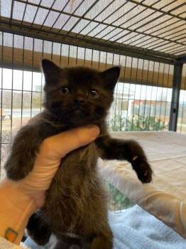 Domestic Short Hair Cats Available for Adoption in Johnson City, Tennessee - Jordan (Rowe Lane) | PetCurious