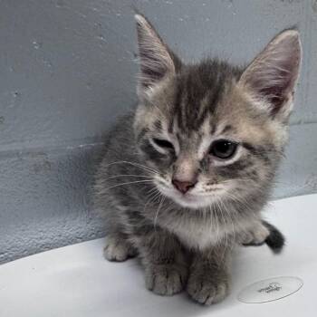 Domestic Short Hair Cats Available for Adoption in Summerville, South Carolina - Tulio | PetCurious
