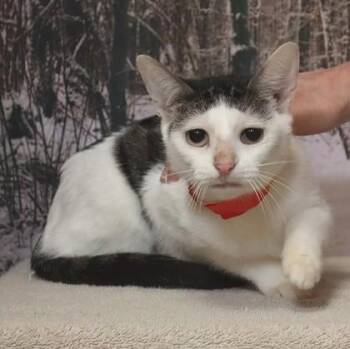 Domestic Short Hair Cats Available for Adoption - Ryo 24 | PetCurious