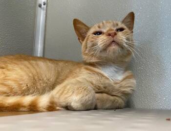 Domestic Short Hair Cats Available for Adoption in Stafford, Virginia - Maxine | PetCurious