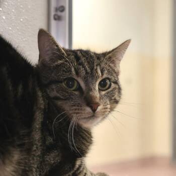 Domestic Short Hair Cats Available for Adoption in Briarcliff Manor, New York - His Lordship | PetCurious