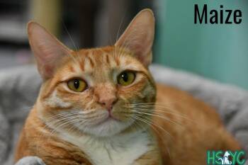 Domestic Short Hair Cats Available for Adoption - Maize | PetCurious