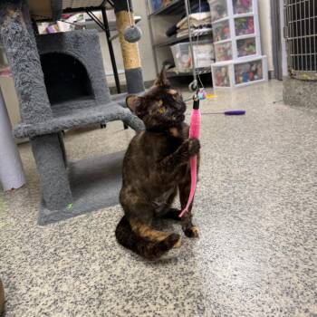 Star -  Domestic Short Hair Cat for Adoption in Falls Church, Virginia - Star | PetCurious