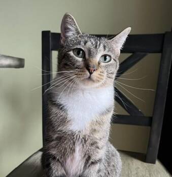 Josey -  Domestic Short Hair Cat for Adoption in Golden, Colorado - Josey | PetCurious