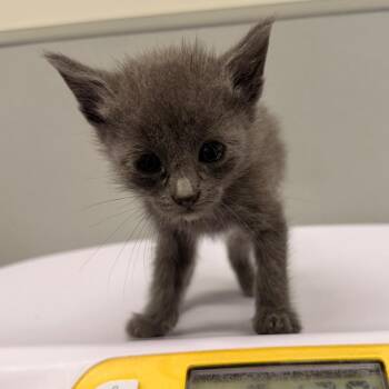 Flint -  Domestic Short Hair Cat for Adoption in Tampa, Florida - Flint | PetCurious