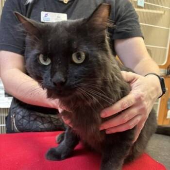 Comment -  Domestic Medium Hair Cat for Adoption in Murray, Utah - Comment | PetCurious