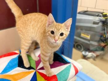 SCAMPERS -  Domestic Short Hair Cat for Adoption in Fort Wayne, Indiana - SCAMPERS | PetCurious