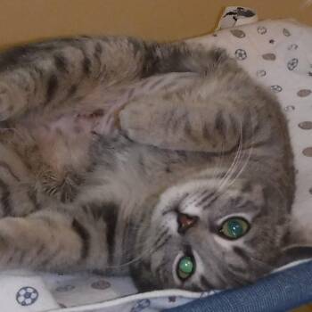 Tabby Cats Available for Adoption - Claire - Social And Active | PetCurious
