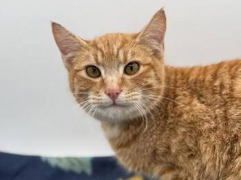 Rescue Domestic Short Hair Cats for Adoption in Portland, Oregon - Soba | PetCurious