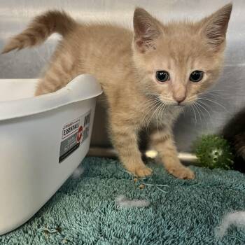 Domestic Short Hair Cats Available for Adoption in Columbia, South Carolina - Marco & Polo (bonded) | PetCurious