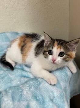 Blossom -  Domestic Short Hair Cat for Adoption in Fort Collins, Colorado - Blossom | PetCurious