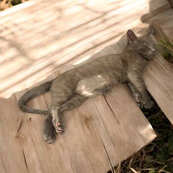 Domestic Short Hair Cats Available for Adoption - Butterball | PetCurious