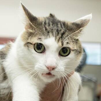 Domestic Short Hair Cats Available for Adoption in Slidell, Louisiana - Ash | PetCurious