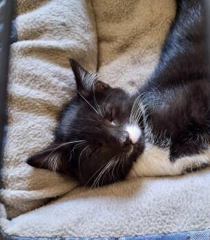 Rescue Tuxedo Cats for Adoption in Hickory, North Carolina - Bella | PetCurious