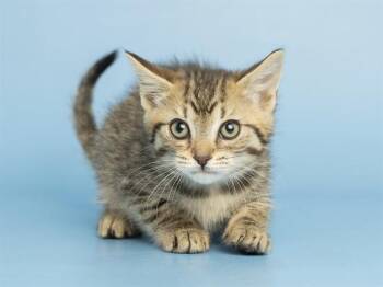 CREMA -  Domestic Short Hair Cat for Adoption in Phoenix, Arizona - CREMA | PetCurious