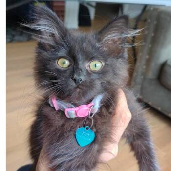 Chelsey -  Domestic Medium Hair and Persian Cat for Adoption in Fayetteville, Georgia - Chelsey | PetCurious