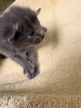 ANGEL -  Domestic Short Hair Cat for Adoption in Riverside, California - ANGEL | PetCurious