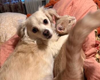 Mango -  Domestic Short Hair Cat for Adoption in San Diego, California - Mango | PetCurious
