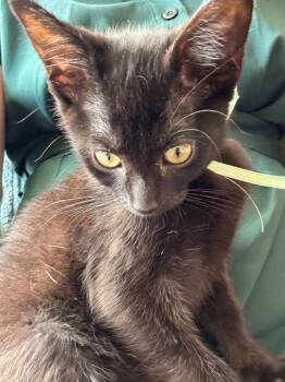 WHIZZLEBEAN -  Domestic Short Hair Cat for Adoption in Kent, Washington - WHIZZLEBEAN | PetCurious
