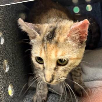 Eden -  Domestic Short Hair Cat for Adoption in Reno, Nevada - Eden | PetCurious