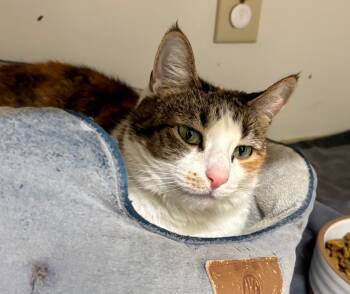 Rescue Domestic Short Hair Cats for Adoption in Fall River, Massachusetts - Hazel | PetCurious