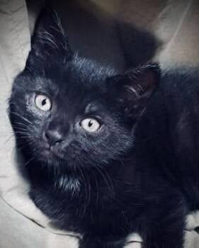 JellyBean -  Bombay Cat for Adoption in Island Park, New York - JellyBean | PetCurious
