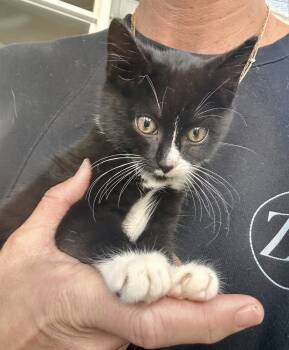 Rescue Domestic Short Hair Cats for Adoption in Emerald Isle, North Carolina - Lexi | PetCurious